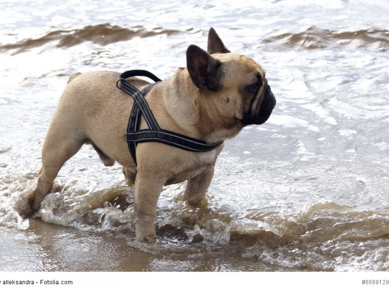 Frenchys genießen Spaziergänge am Strand.