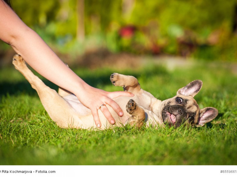 Wie alle jungen Hunde mögen auch Französische Bulldoggen für ihr Leben gerne kuscheln und spielen.