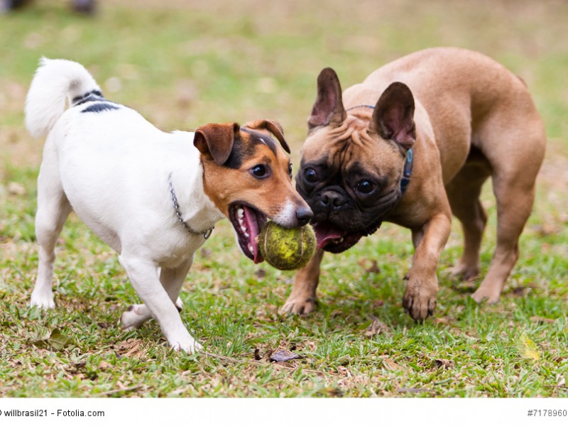 Die Frenchys können auch gut mit anderen Hunden vergesellschaftet werden.