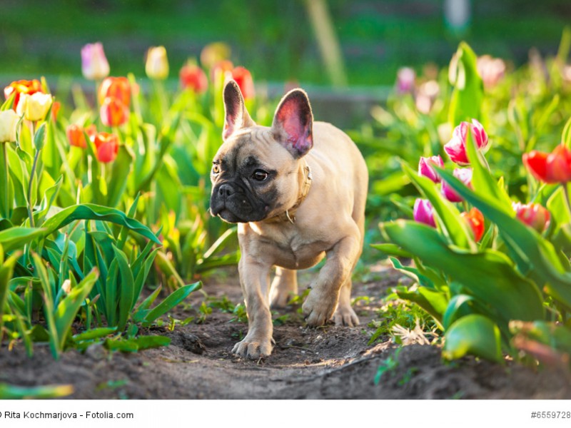 Französische Bulldoggen sind eher die gemütlichen Spaziergänger unter den Hunden.