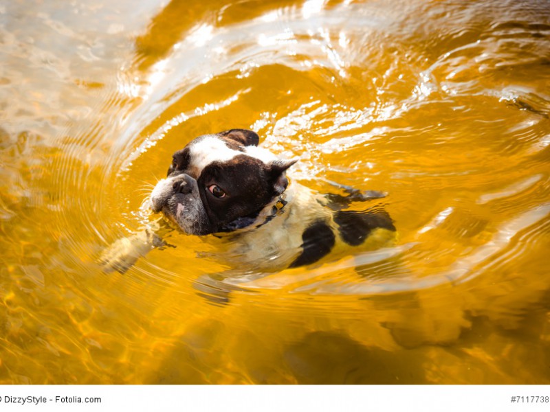 Französische Bulldoggen sind nicht wasserscheu. Sie frieren hinterher durch ihr kurzes Fell nur leicht.