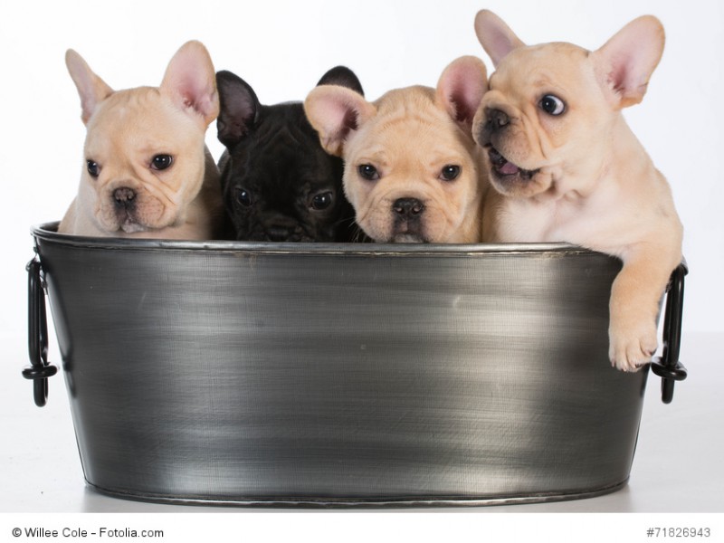 Ein Korb voller kleiner Frenchy-Welpen in falb und schwarz.