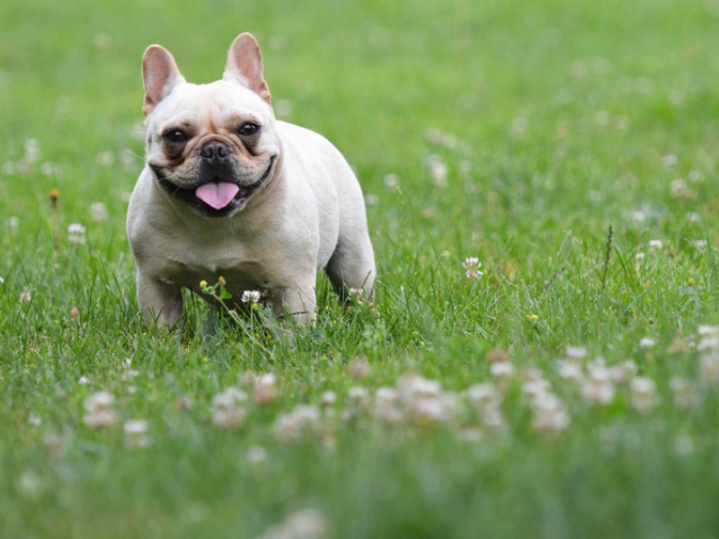Französische Bulldoggen sind sehr liebenswürdige und witzige Hunde.