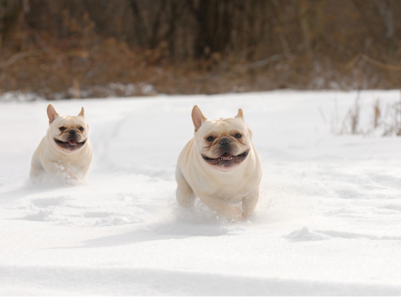 Französische Bulldoggen spielen auch gerne im Schnee. Dann musst du aber darauf achten, dass sie in Bewegung bleiben.