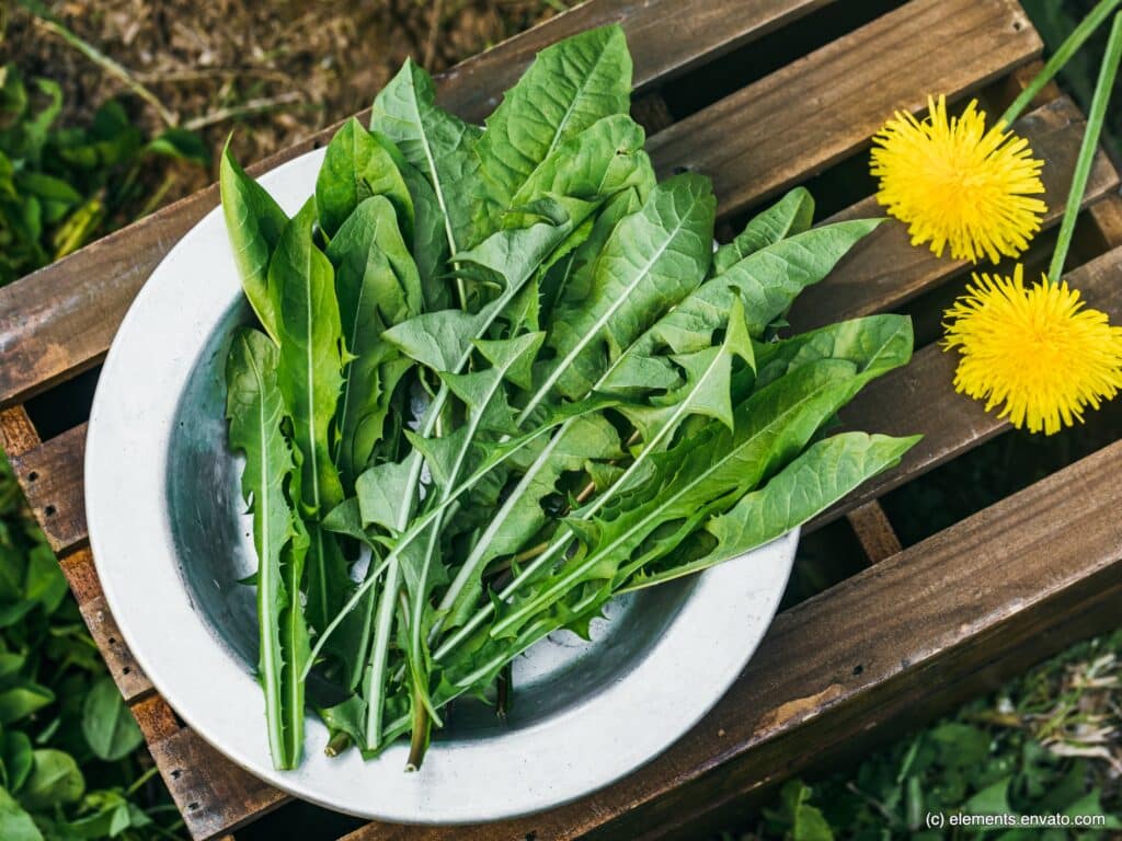 Heilkräuter wie Löwenzahn können deinem Pferd und Hund helfen.