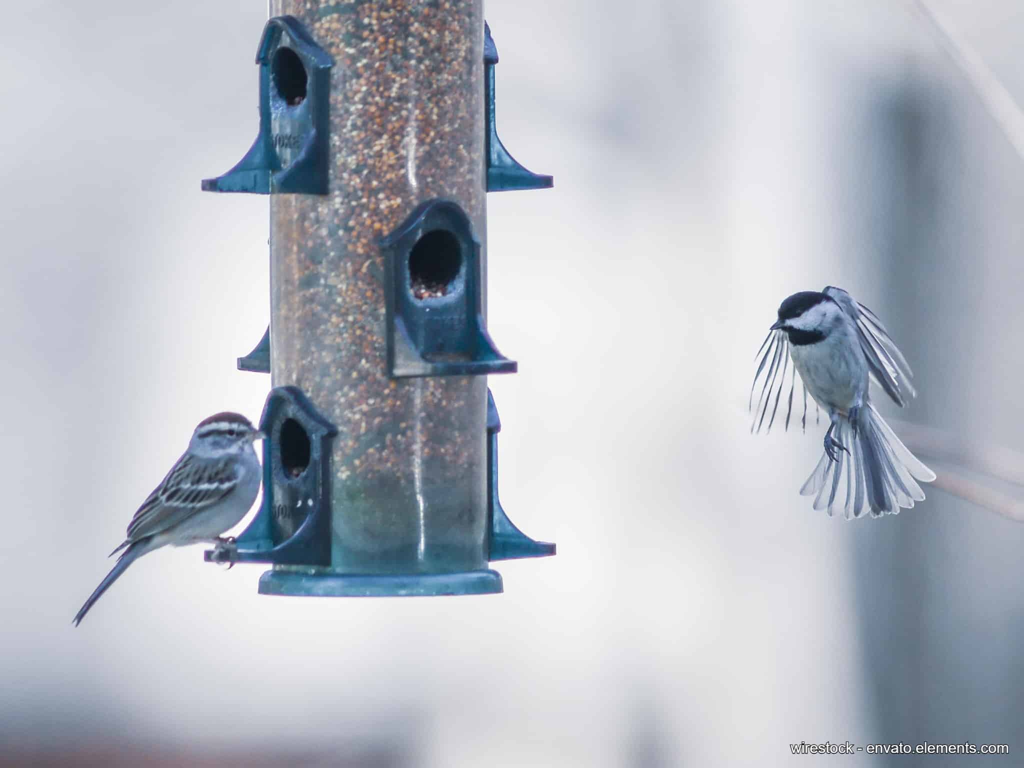 Futterglocke für Vögel