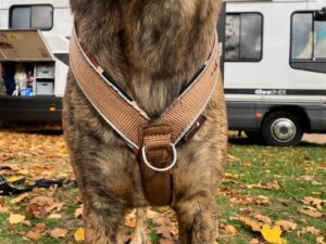 Braunes Hundegeschirr von "mein Halsband" an einem braun getigerten Hund in Nahaufnahme von vorn, im Hintergrund ein Wohnmobil. Beschriftung lautet: bei manchen Hundegeschirren gibt es einen zusätzlichen Anleinring auf der Brust. Dieser hilft bei ziehenden Hunden.