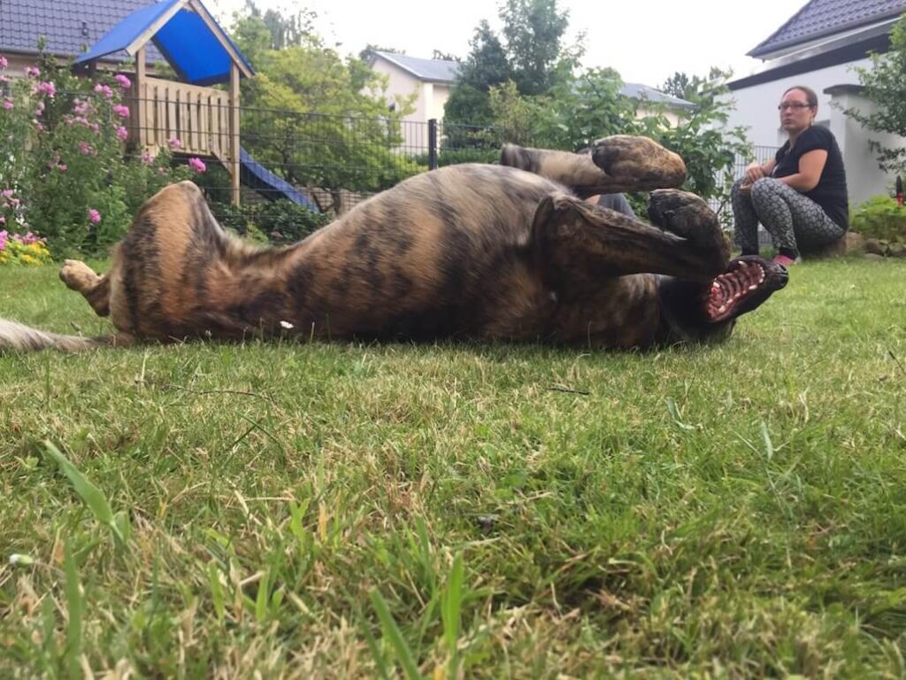 Ein Hund wälzt sich auf dem Rasen in einem Garten im Hintergrund Menschen und ein Klettergerüst
