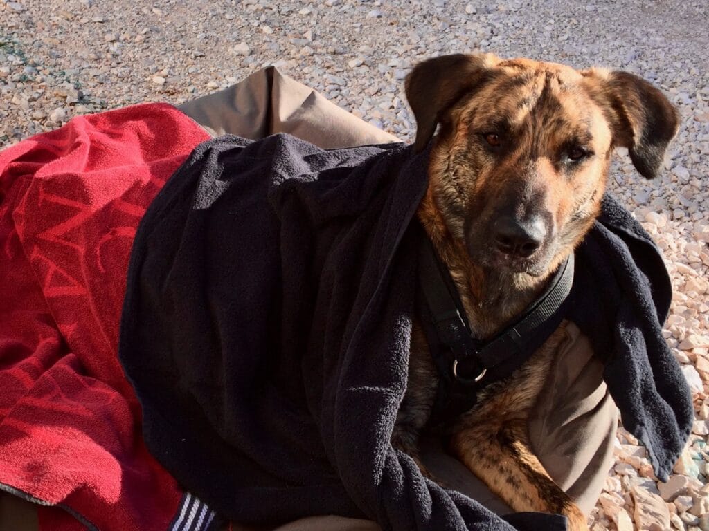 Ein nasser Hund liegt in ein rotes und ein schwarzes Handtuch gewickelt in einem Hundekörbchen und schaut in die Kamera