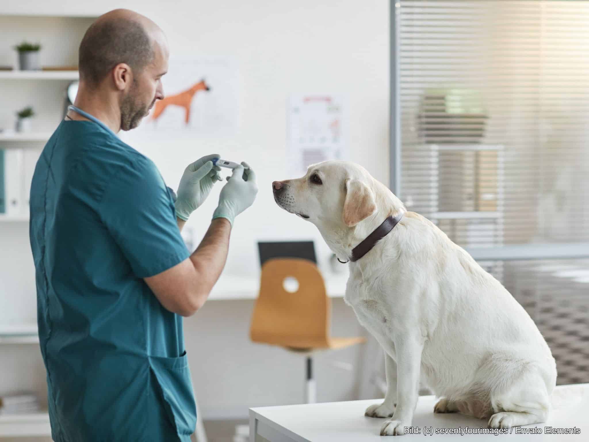 Welchen GOT Satz rechnet der Tierarzt ab