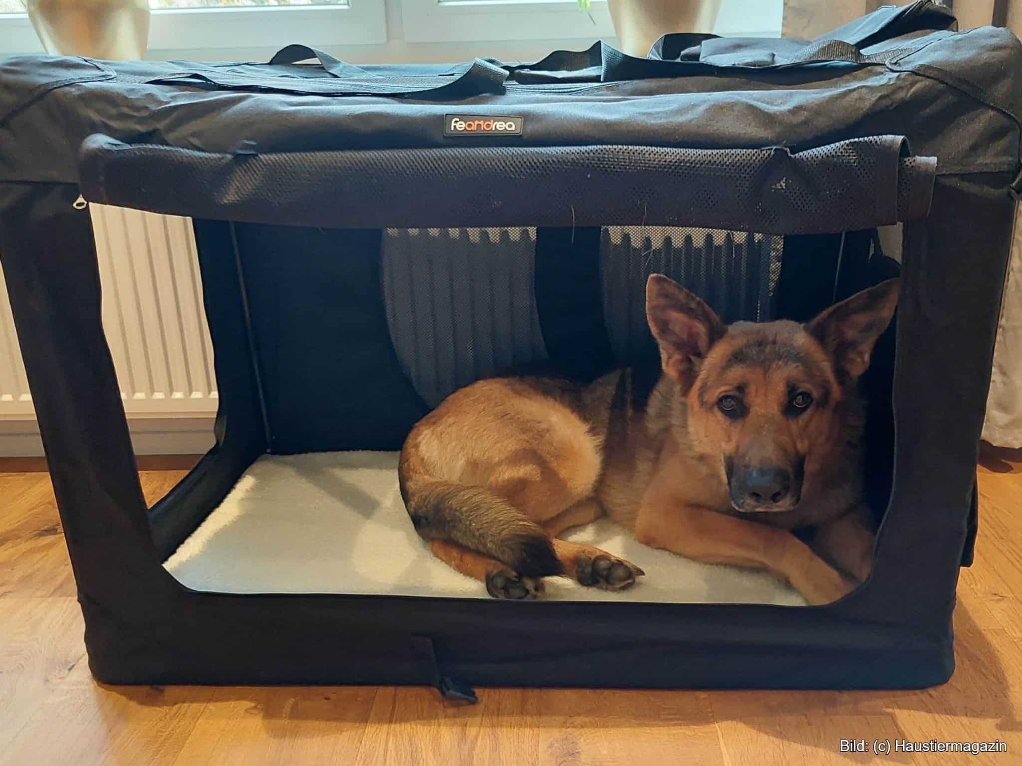 Hundebox faltbar für den Transport
