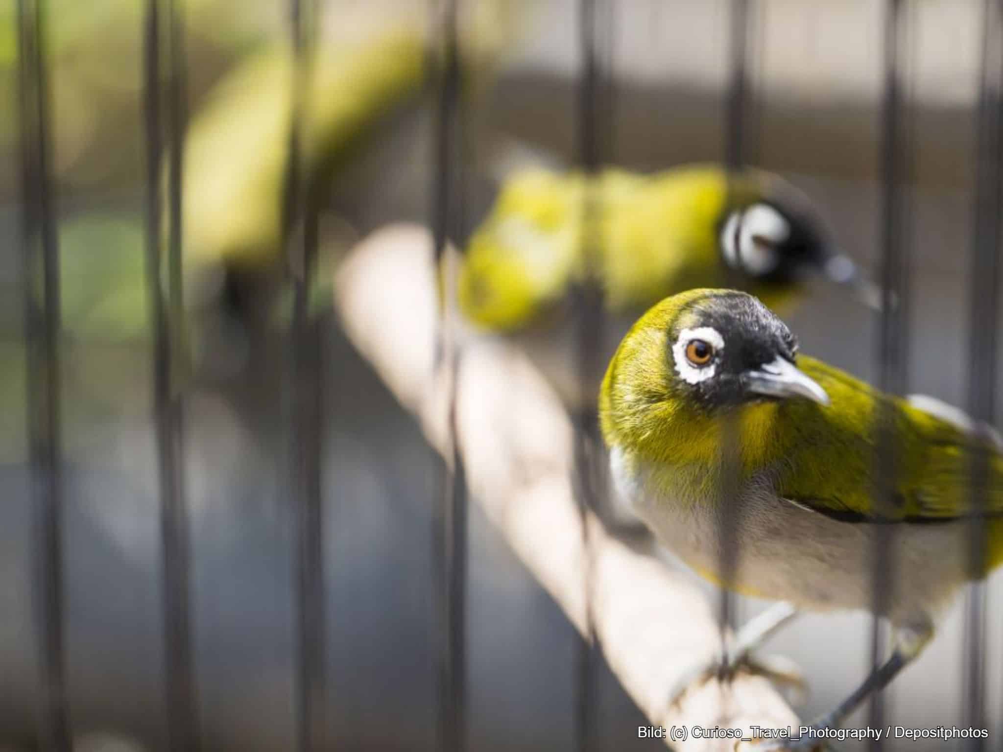 Vogelkäfig Außenhaltung