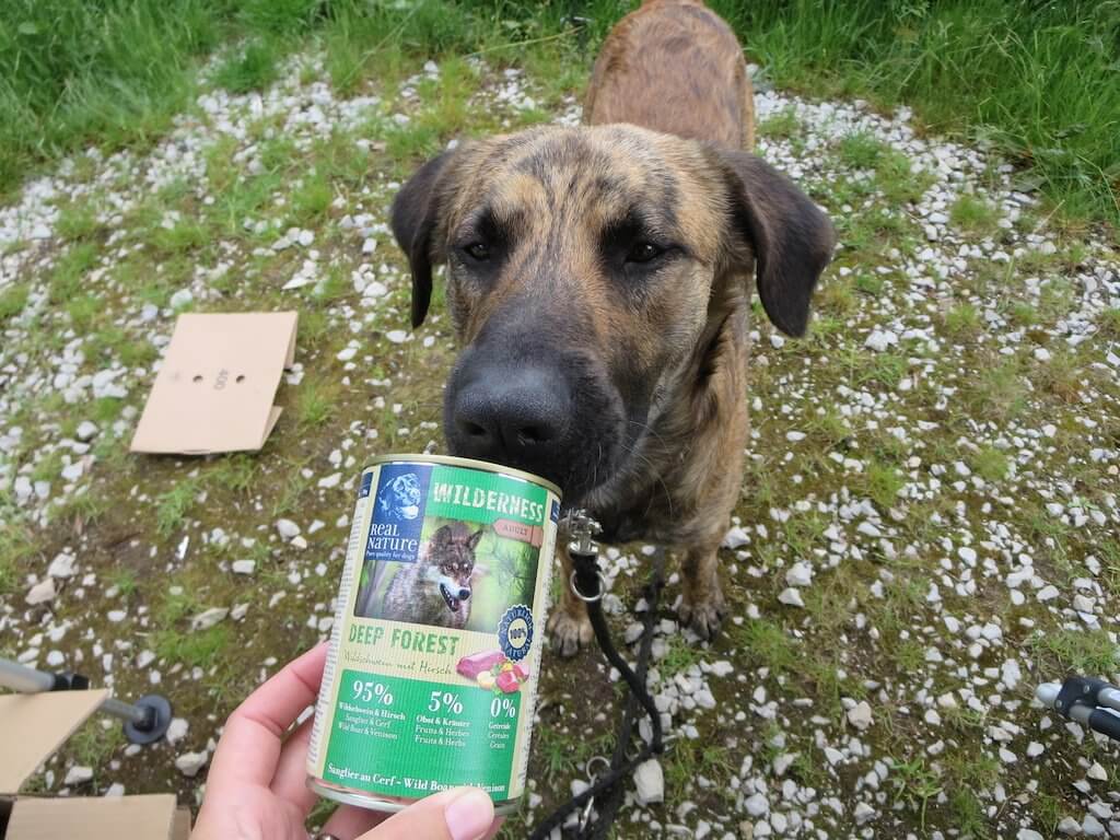Ein Hund schnuppert an einer geschlossenen Hundefutterdose, die jemand in der Hand hält