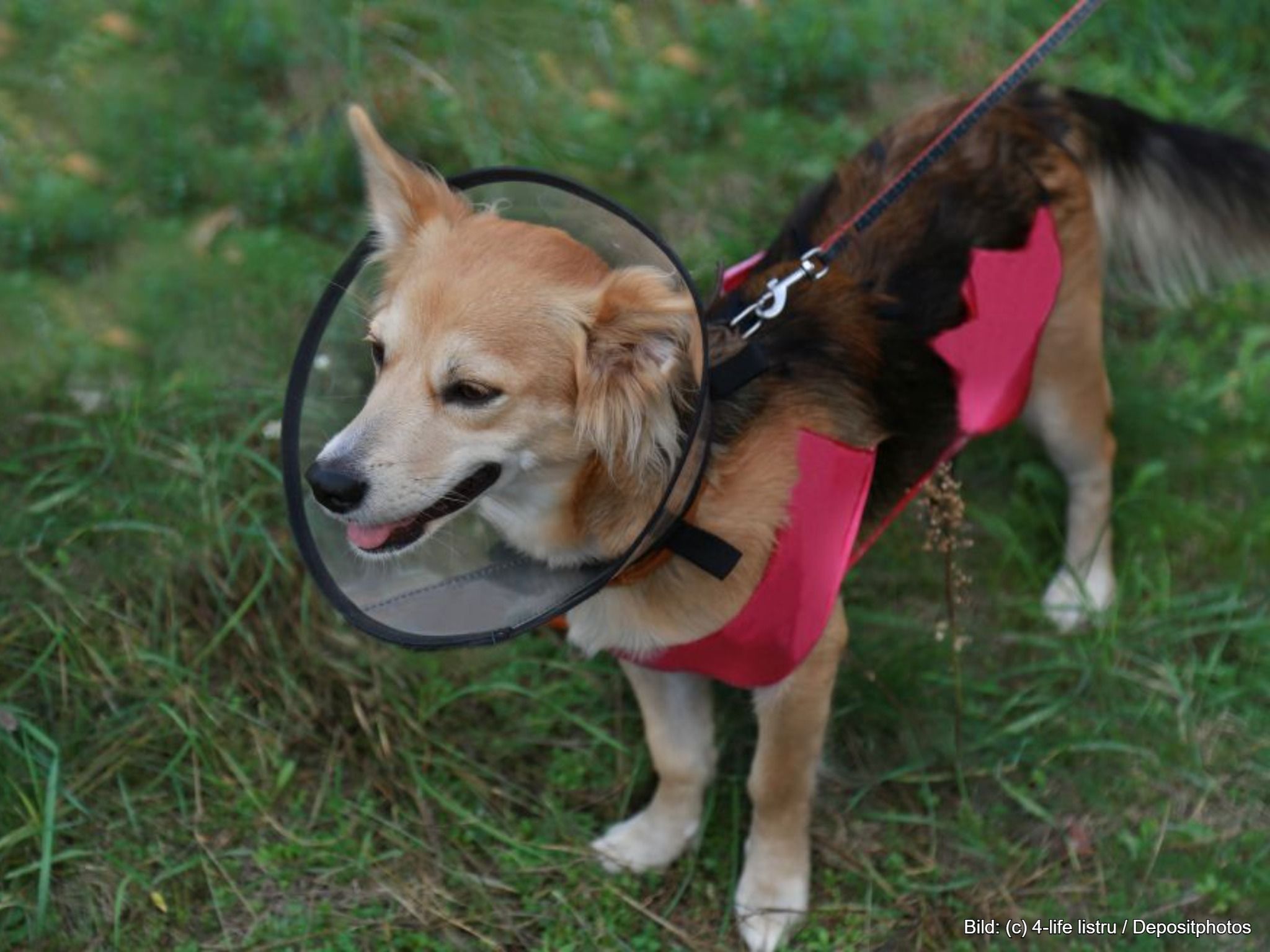 Halskrause Hund Trichter