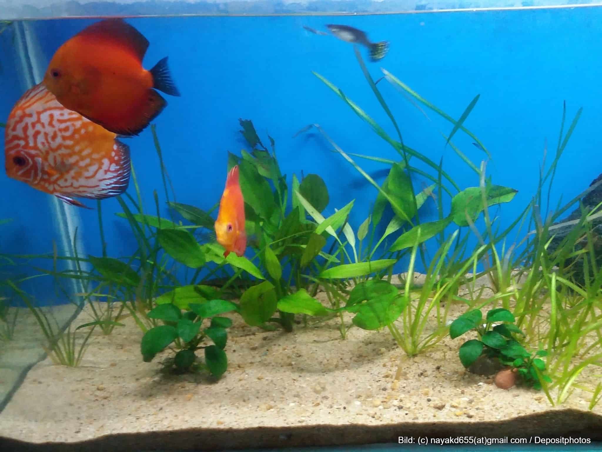 Feiner Aquarium-Sand