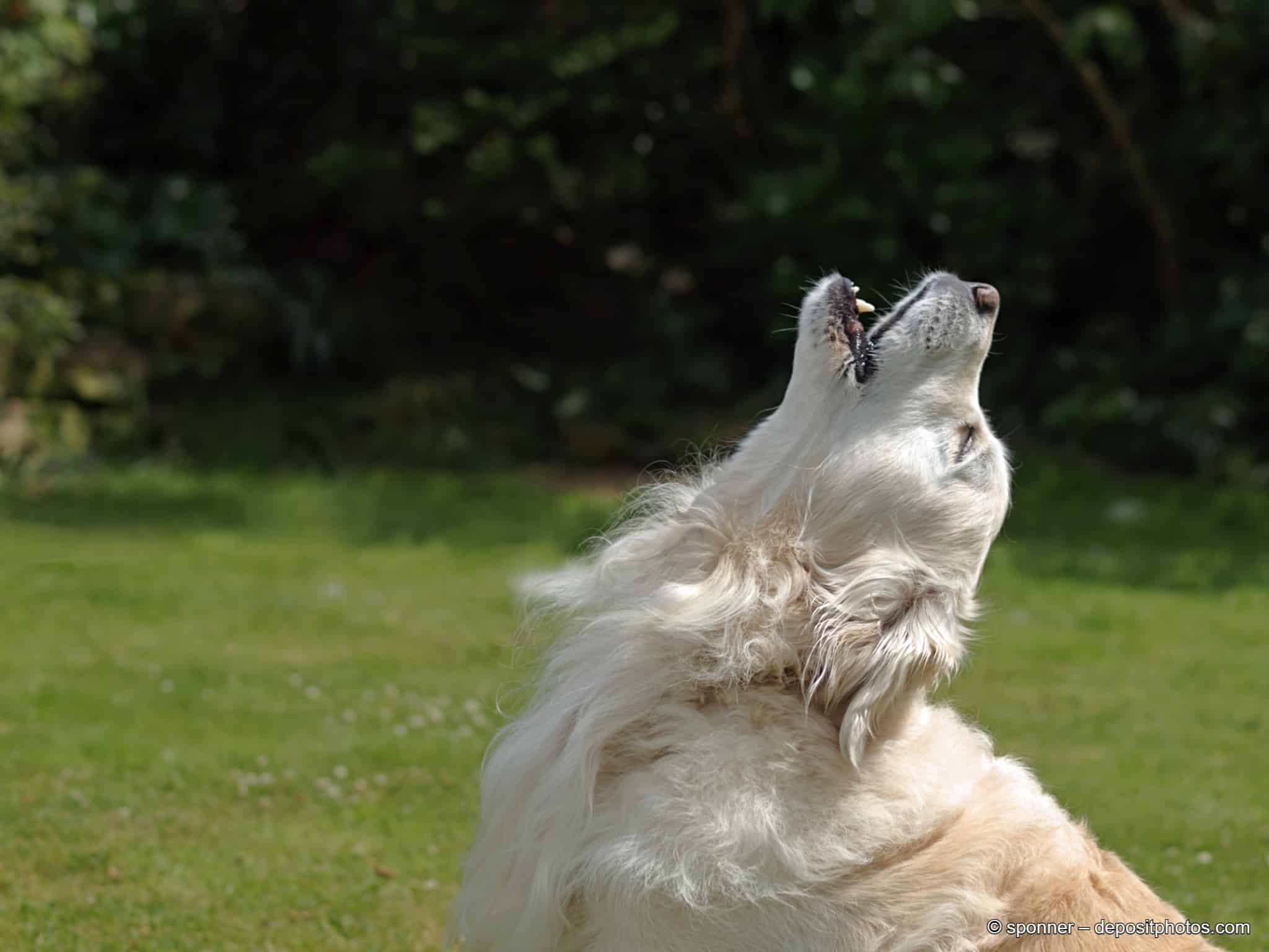Hund legt den Kopf in den nacken und heult.