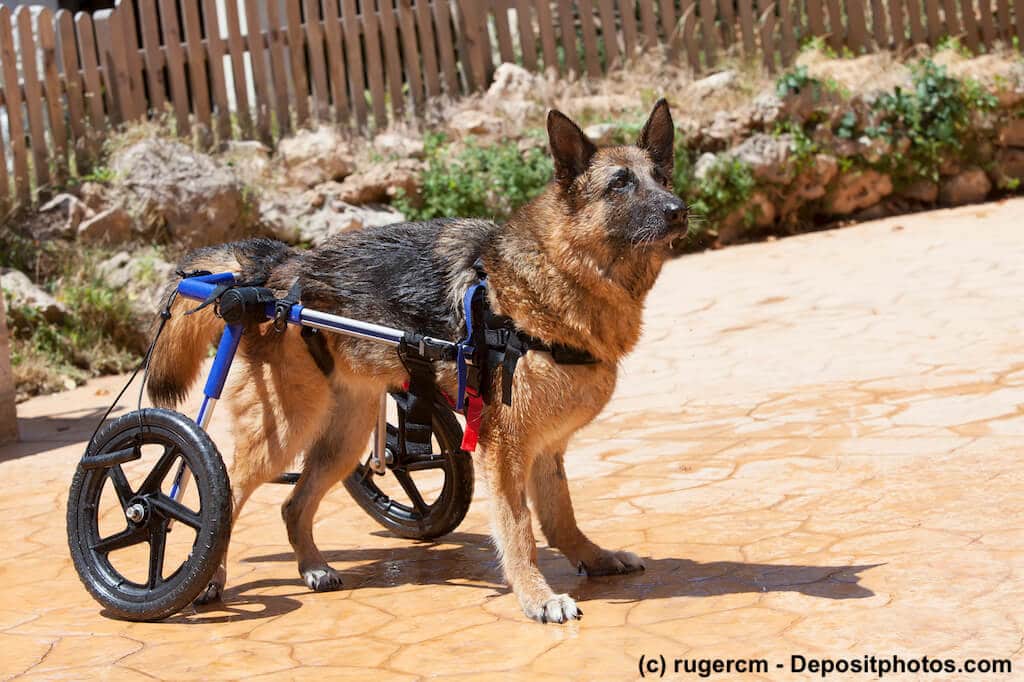 Ein Schäferhund mit seinem Rollwagen war schwimmen