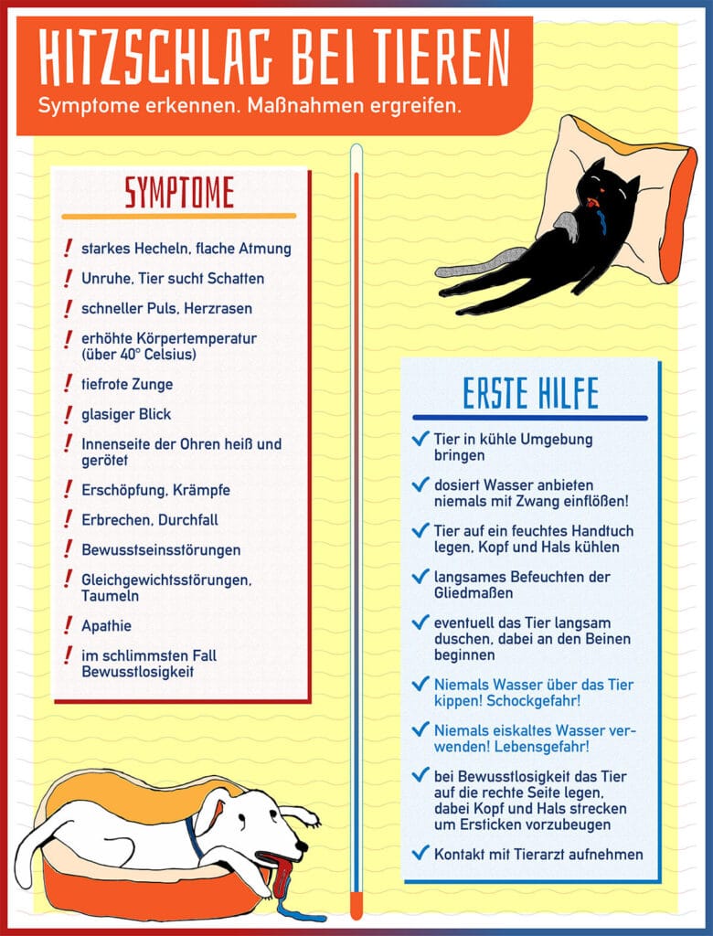 Infografik mit Symptomen und Erste Hilfe bei einem Hitzschlag bei Tieren