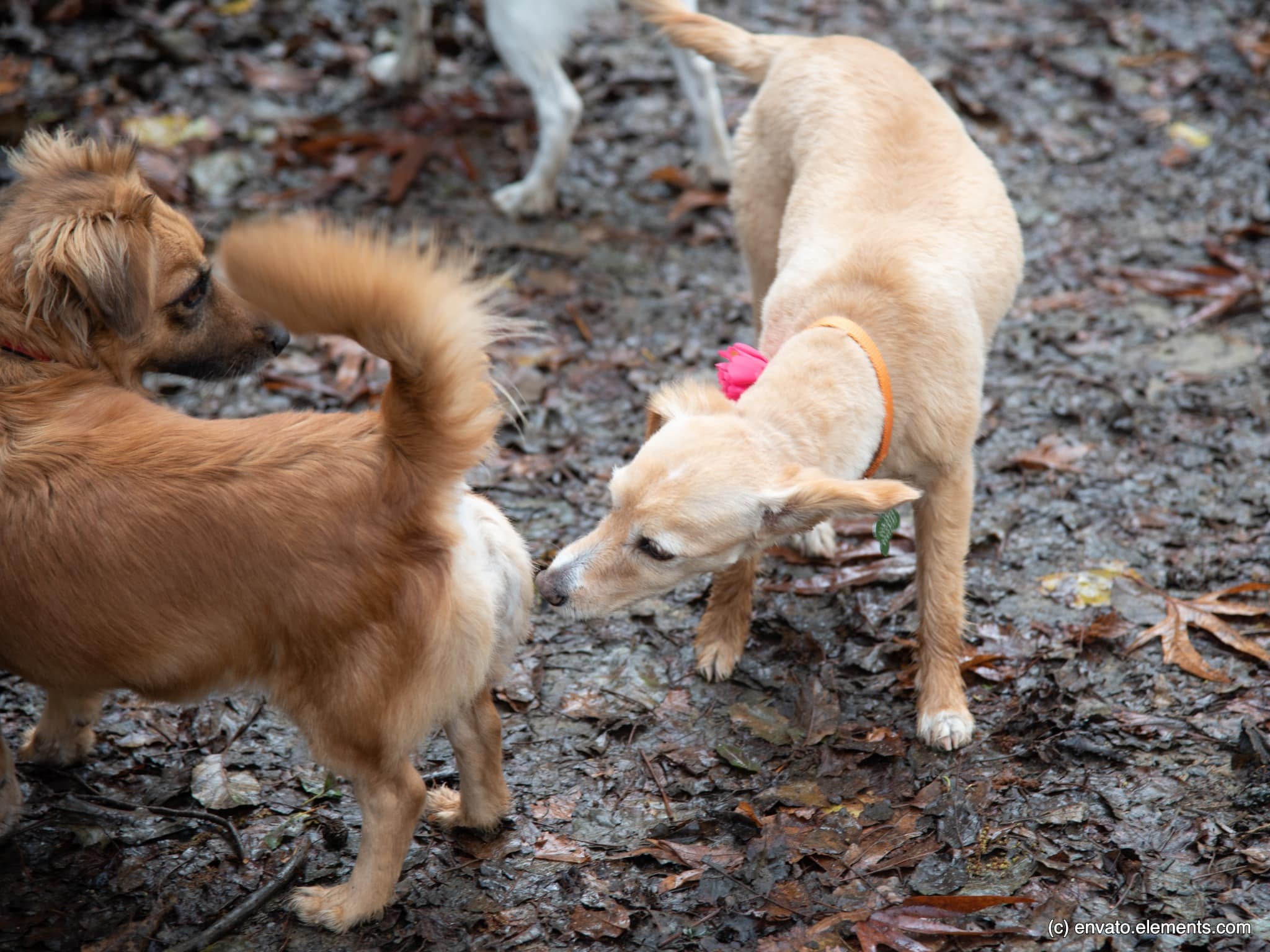 Ein Hund schnüffelt einem anderen am Hinterteil. Beschriftung lautet: Schnüffeln am Hinterteil ist bei Hunden eine höfliche Geste der Kontaktaufnahme. Das gilt auch für das Schnüffeln an unseren Genitalien.