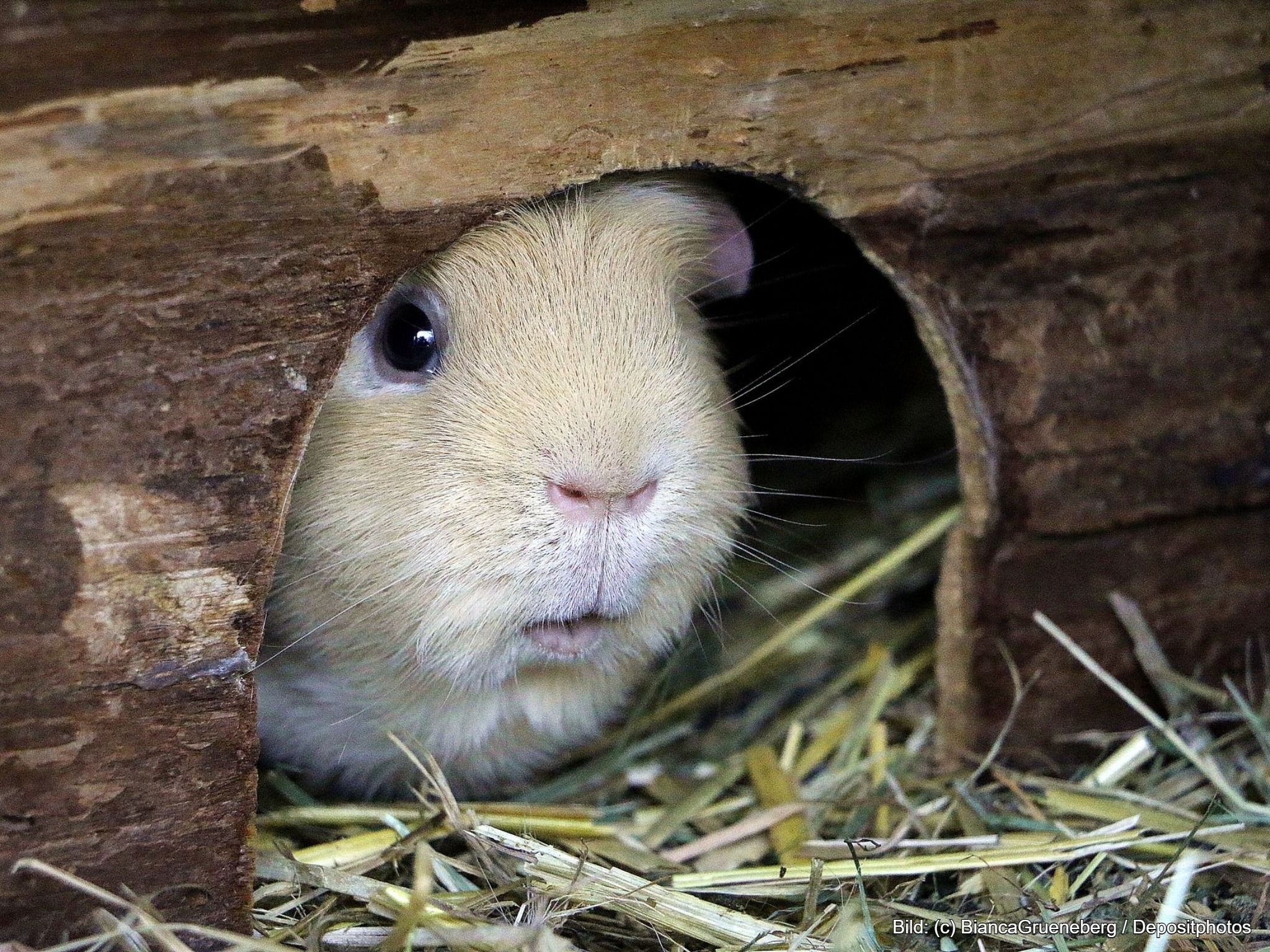 Meerschweinchen Zubehör Holztunnel