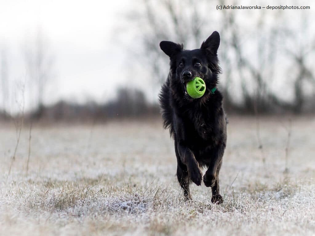 Hund rennt mit einem Ball im Maul umher.