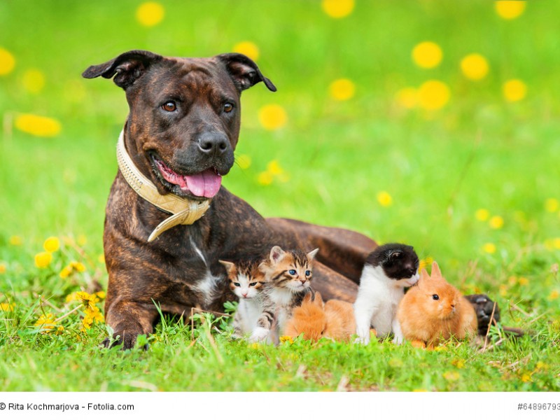 American Staffordshire Terrier mit Kätzchen und Häschen