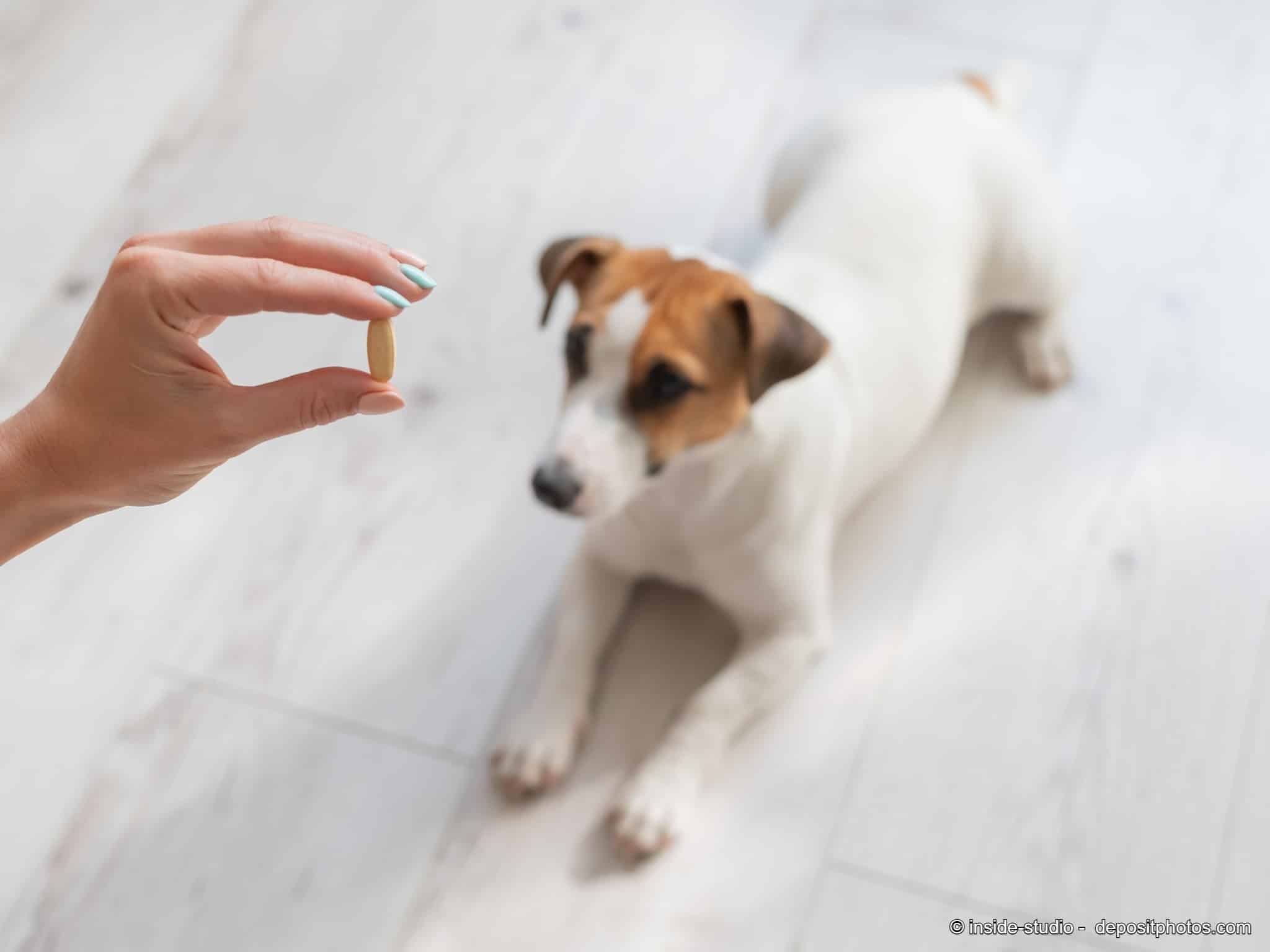 Hund bekommt Wurmkur / Tablette