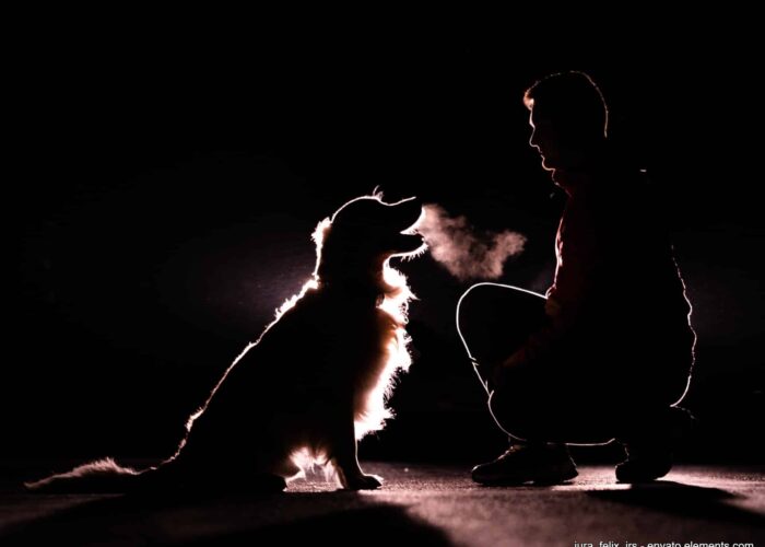 Sicherheit im Dunkeln: Vier unverzichtbare Gadgets, die deinen Hund nachts sichtbar machen