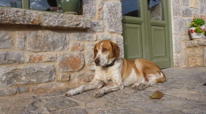 Warum fiept mein Hund?