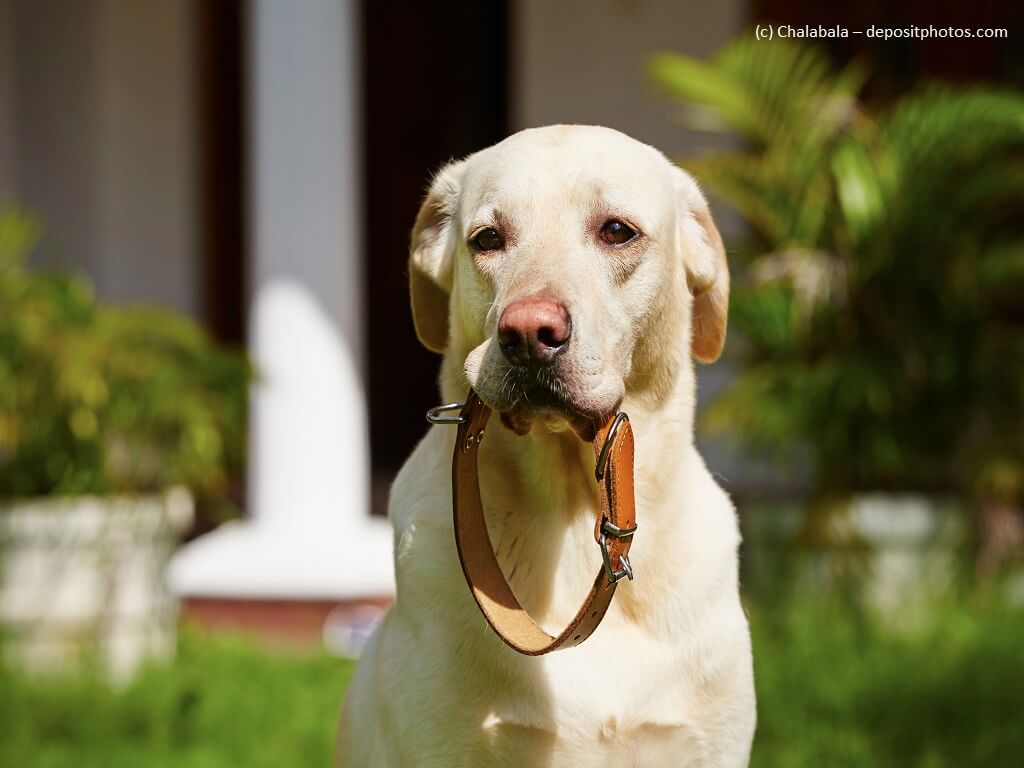 Labrador mit Halsband im Maul.