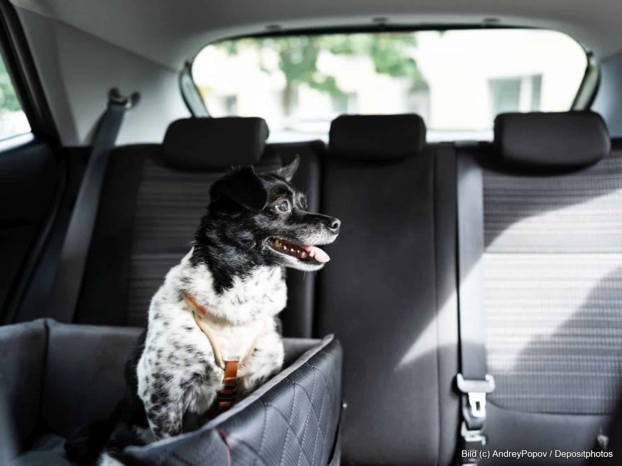 Hund im Hundesitz im Auto auf der Rückbank