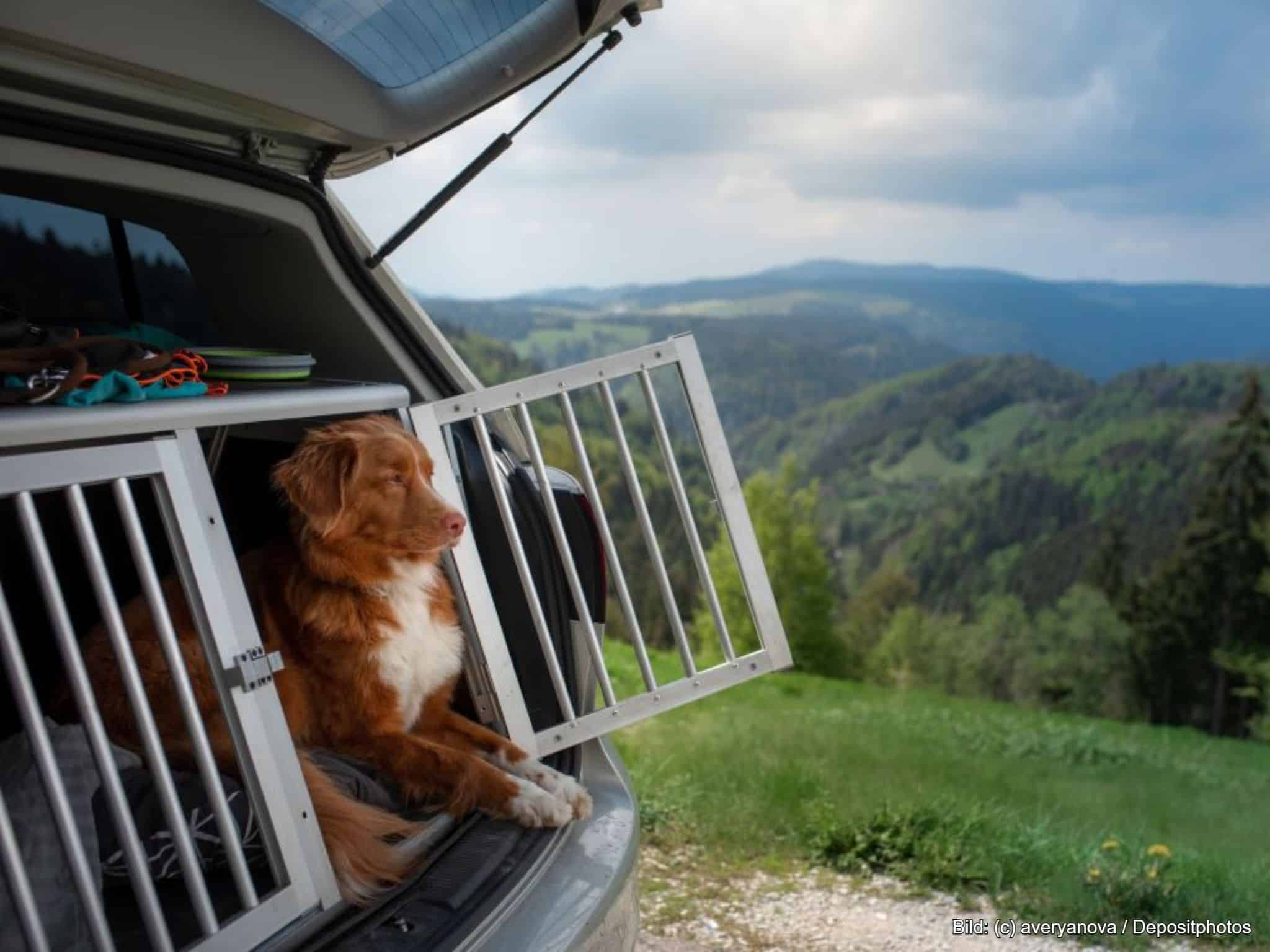 Hundebox Alu im Kofferraum