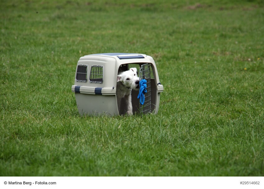 Weißer Terrier in einer Hundebox auf einer Wiese