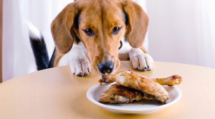Darf ich meinem Hund Essensreste füttern?