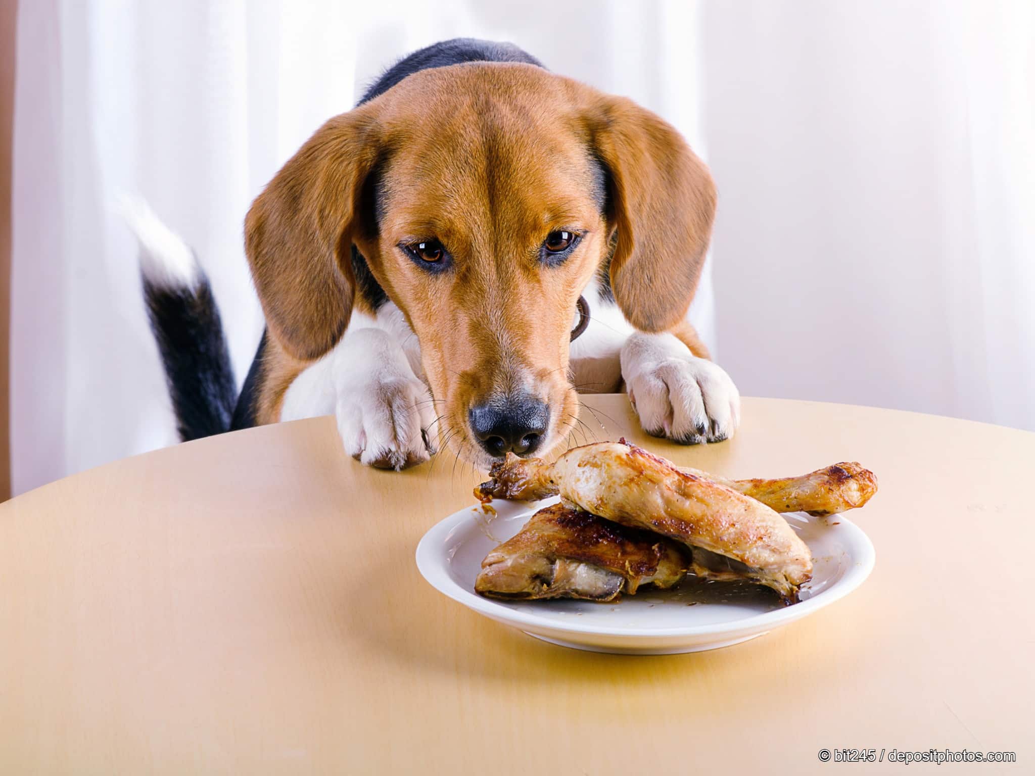 Hund klaut Essen vom Tisch