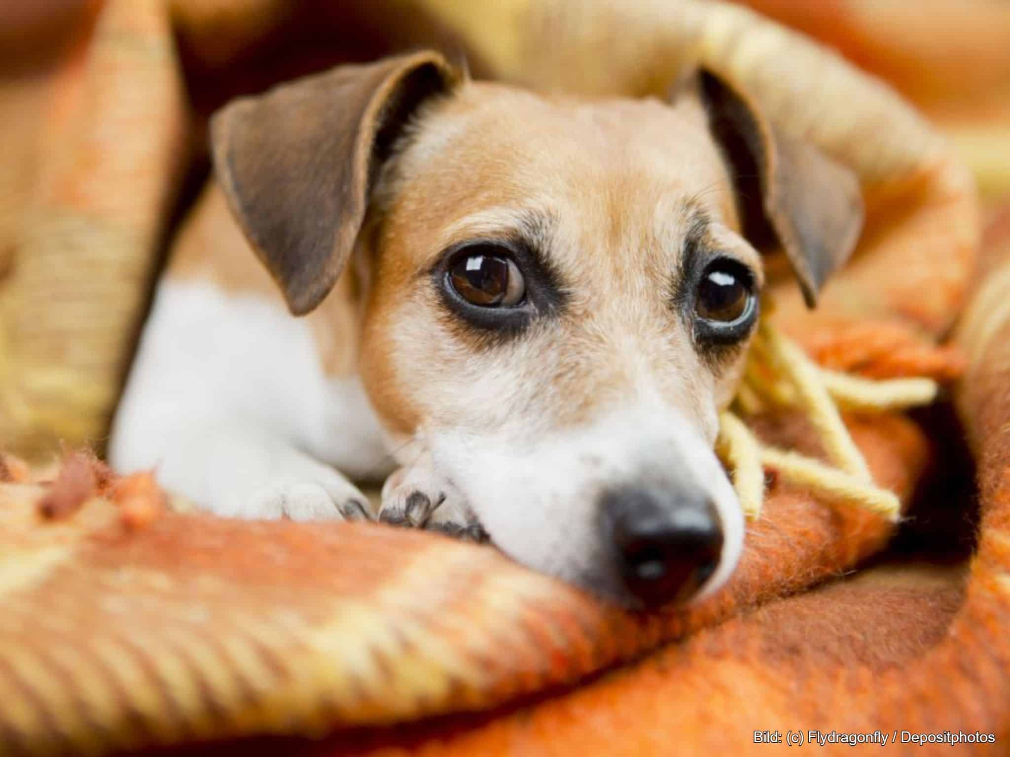 Kleiner Hund mit Hundedecke Sofa