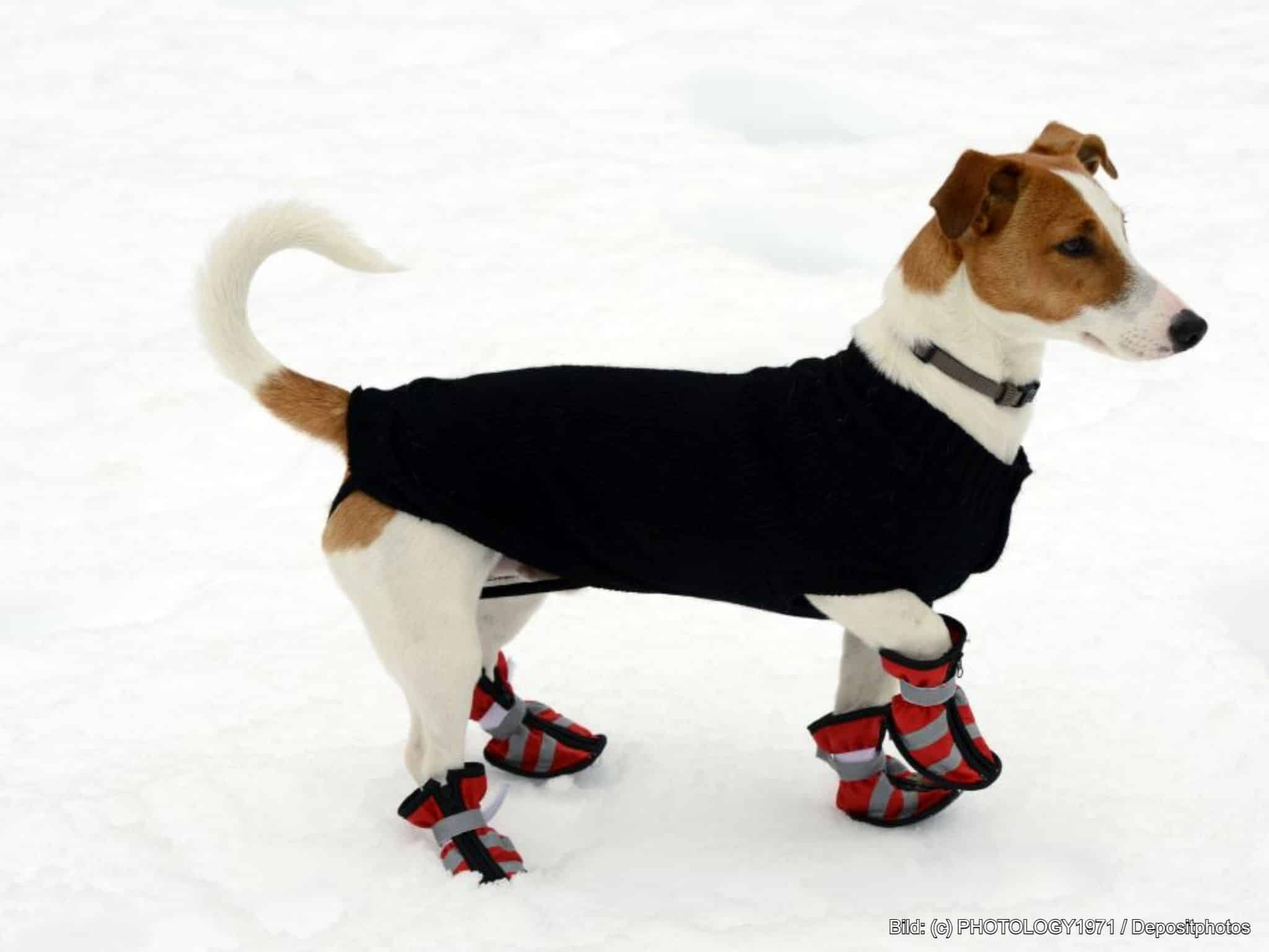 Hundesocken als Pfotenschutz