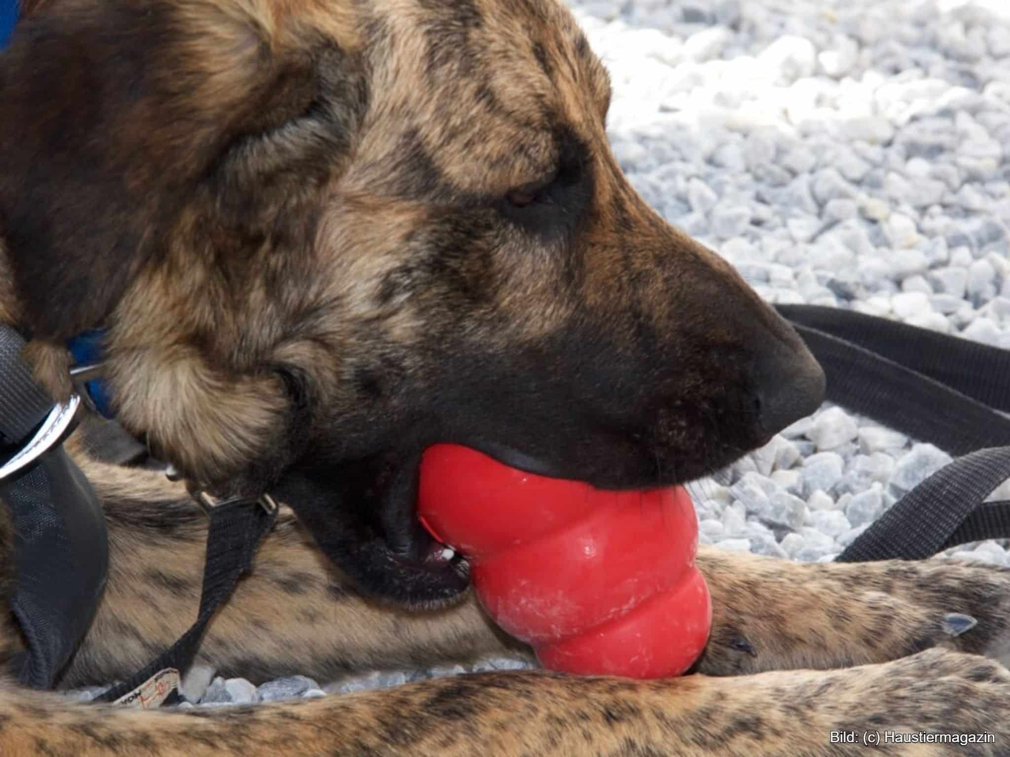Kong Hundespielzeug unkaputtbar