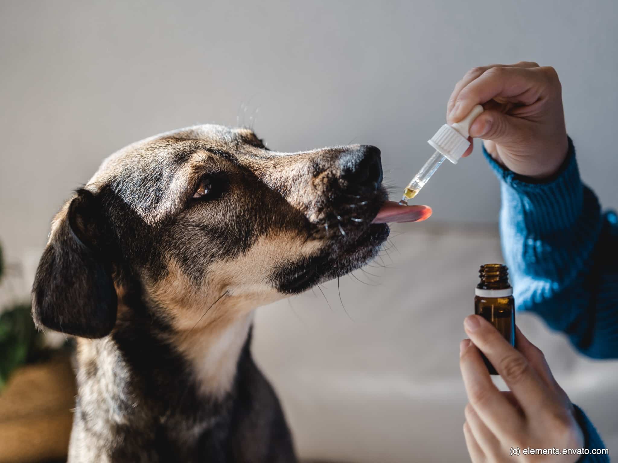Hund schleckt CBD-Öl aus einer Pipette. Bildbeschreibung lautet: CBD-Öl kannst du auch für dein Tier verwenden.