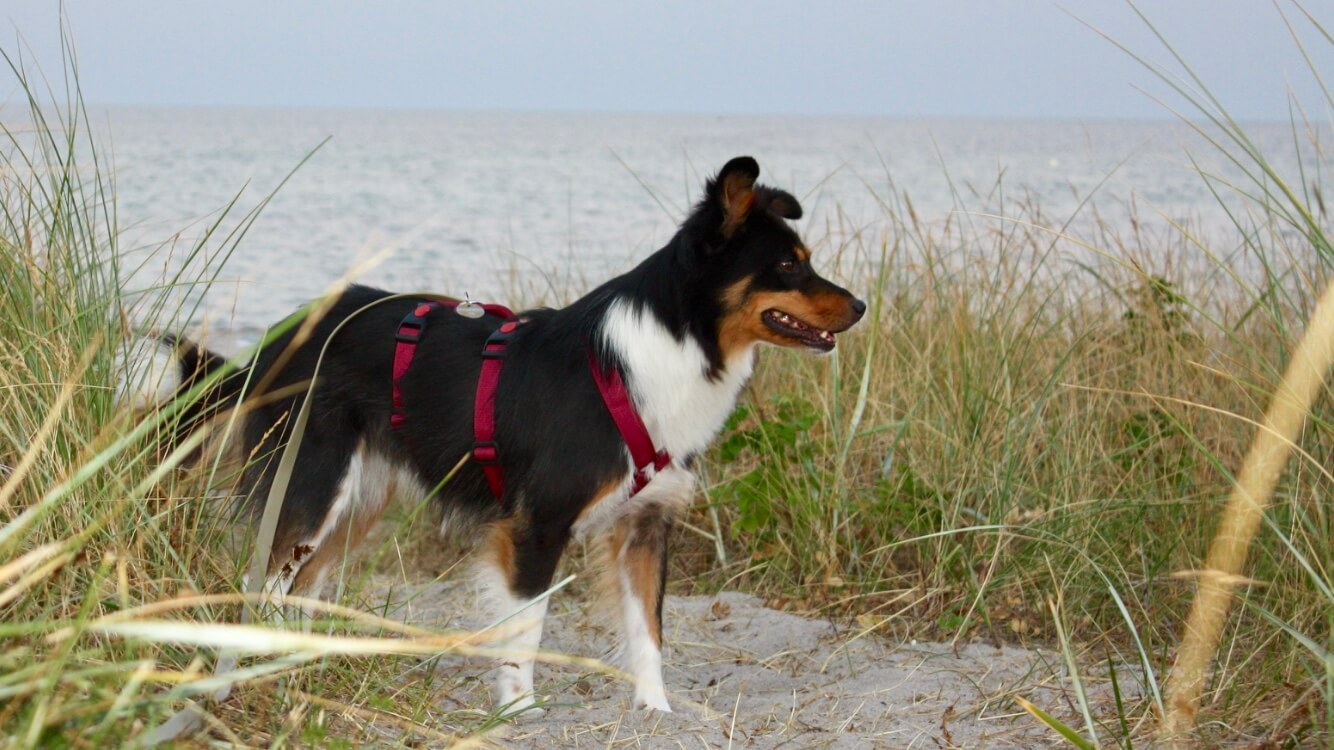 Ein Hund steht mit Sicherheitsgeschirr am Strand.