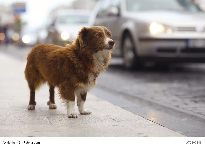 Ein kleiner rotbrauner Hund steht an einer Straße im Hintergrund fahren Autos