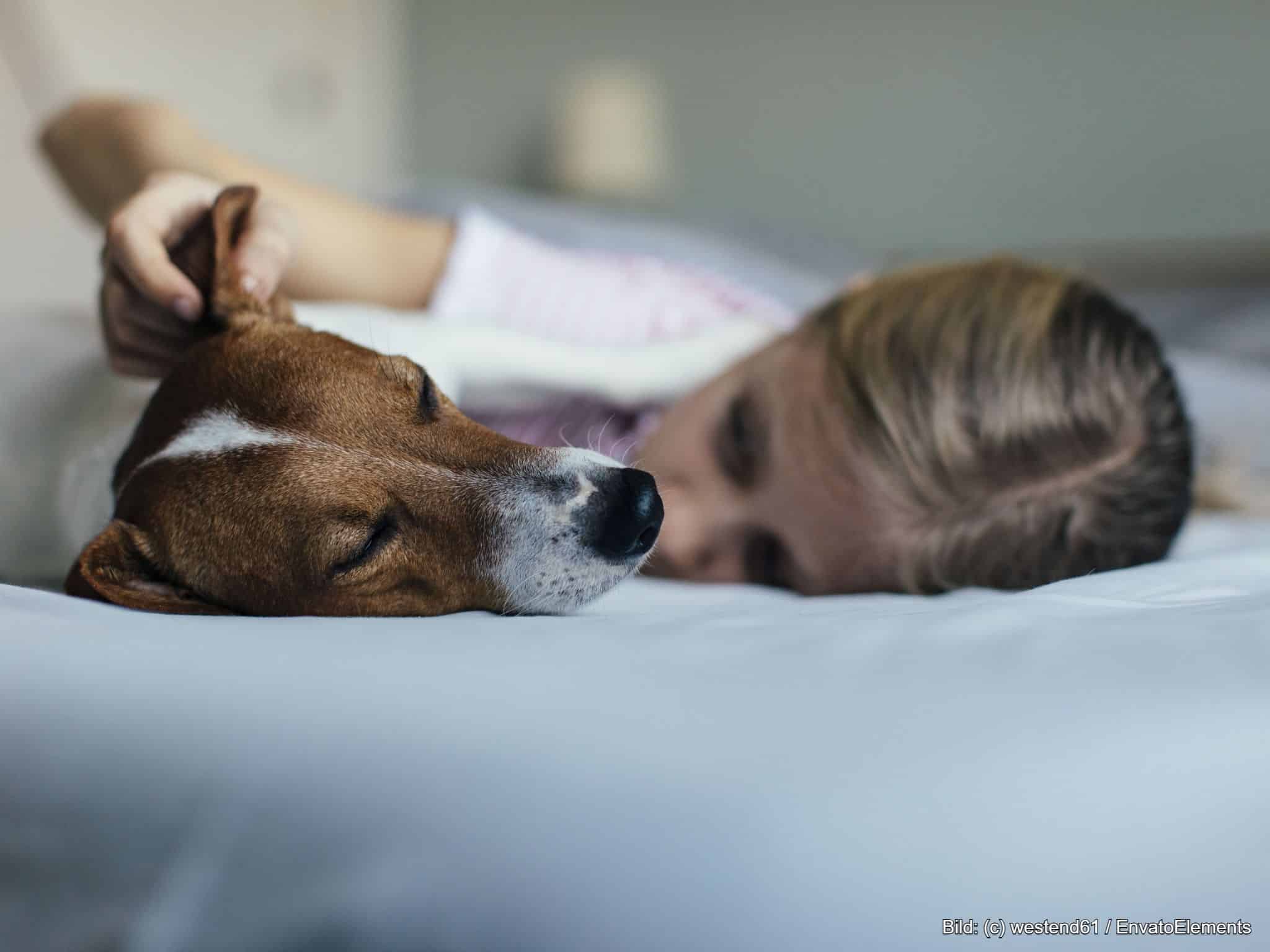 XXL Hundebett für Menschen