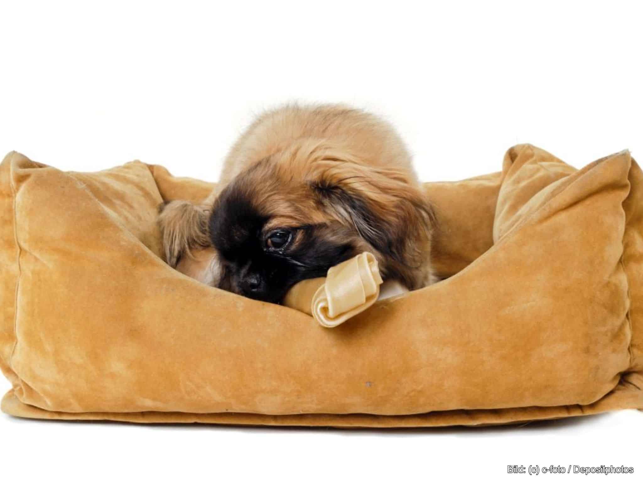 Braunes Hundebett Kunstleder