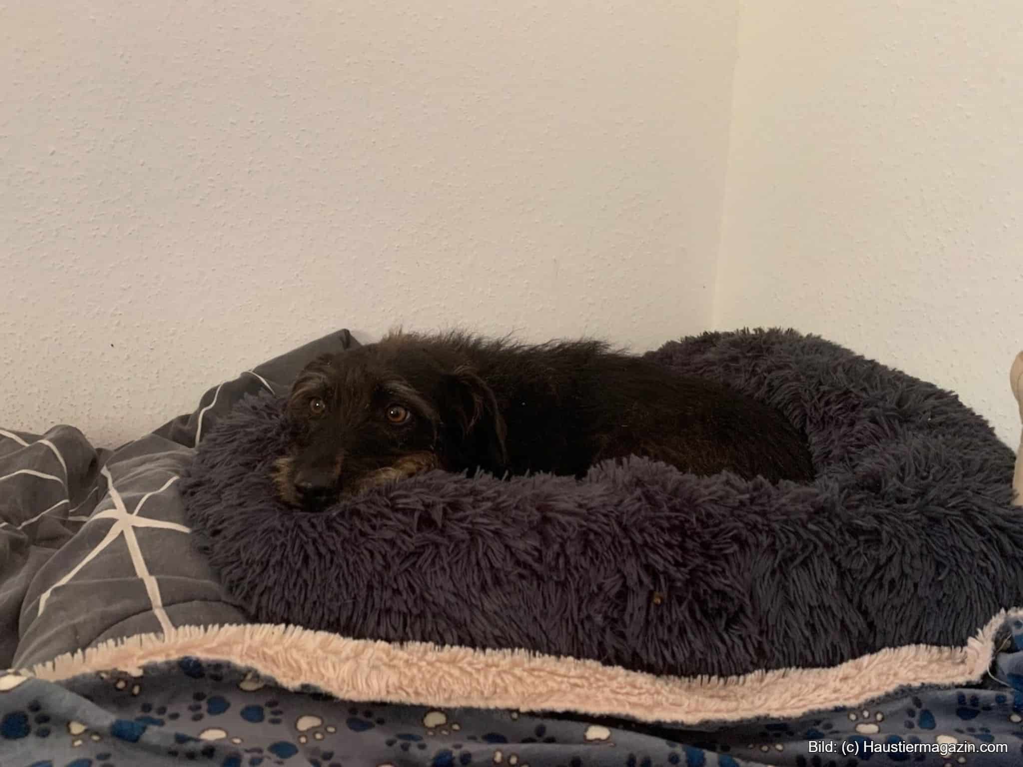 Hundebett kuschelig rund