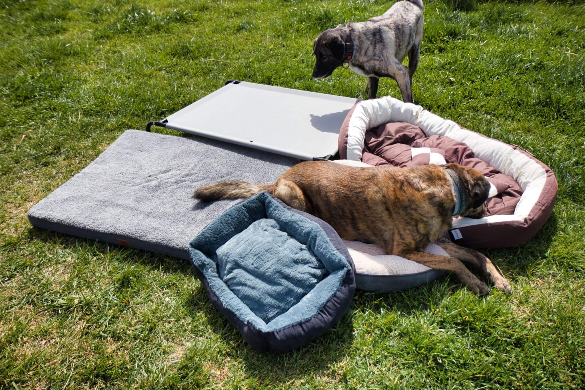 Unsere "Testhunde" Chief (braungetigert), Inge (graugetigert) und Guinness (schwarz, nicht auf dem Bild) haben diese fünf Hundebetten getestet.