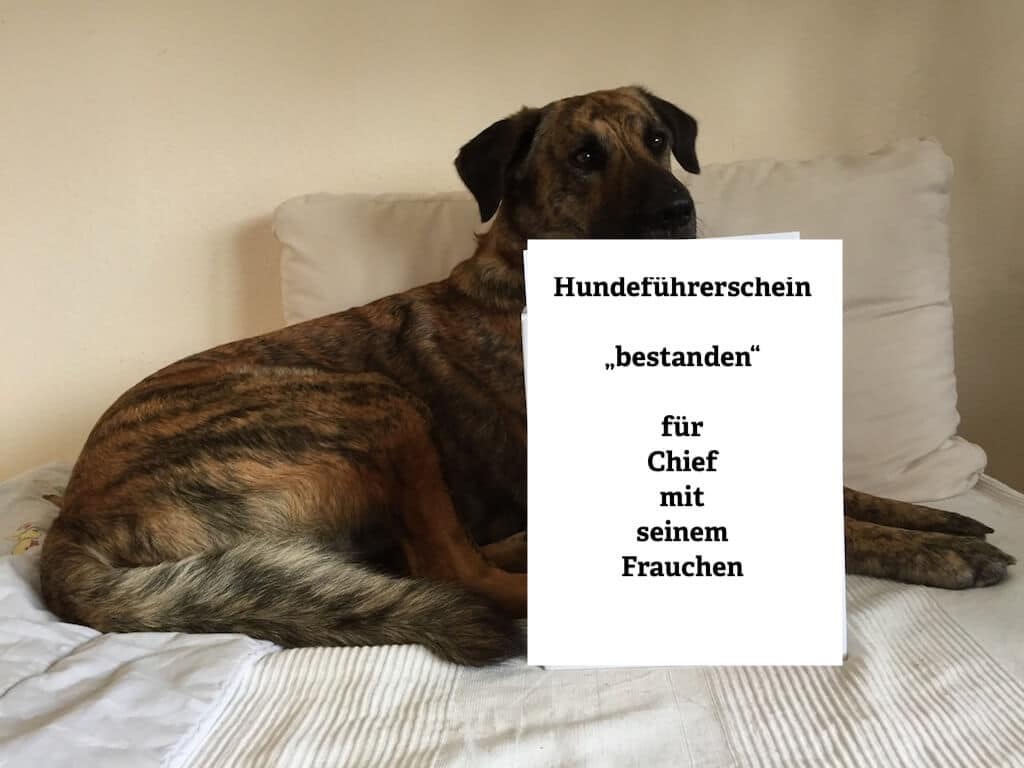 Braucht jeder Hund einen Hundeführerschein?