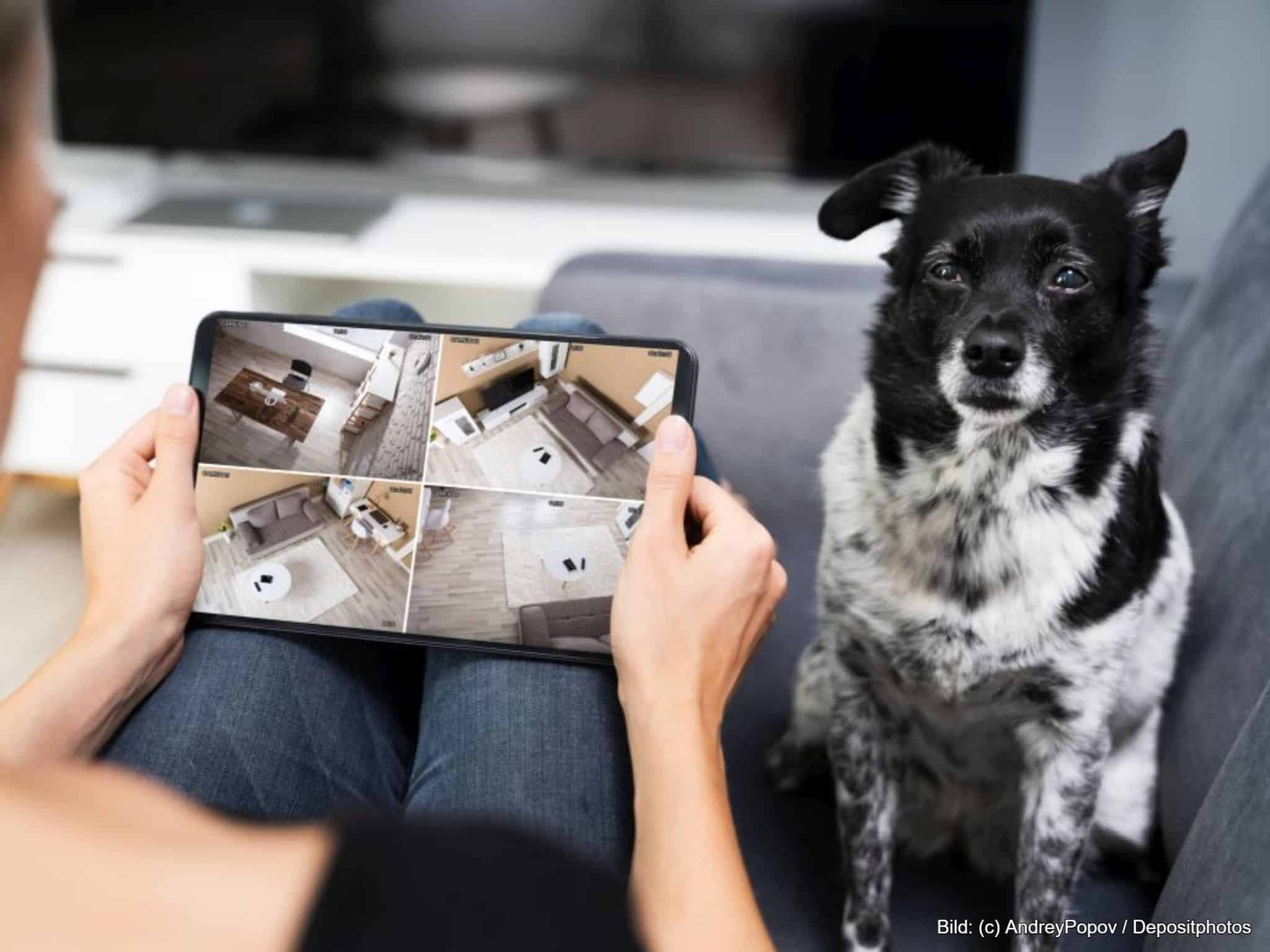 Hundekamera einrichten