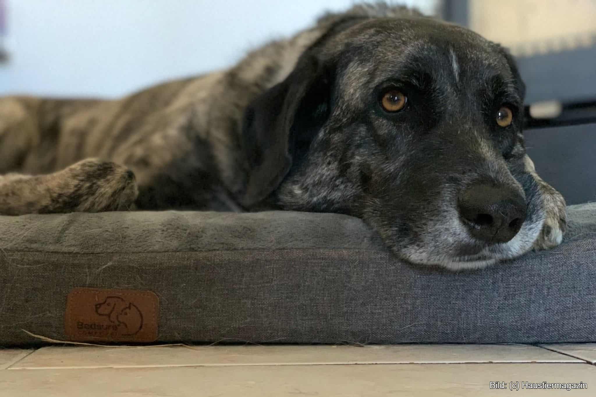 Hundekissen XXL orthopädisch