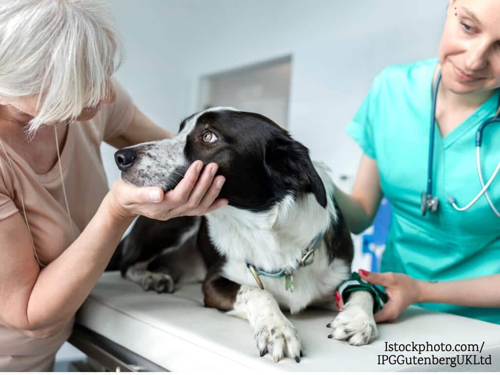 Hund mit Frauchen beim Tierarzt auf dem Behandlungstisch