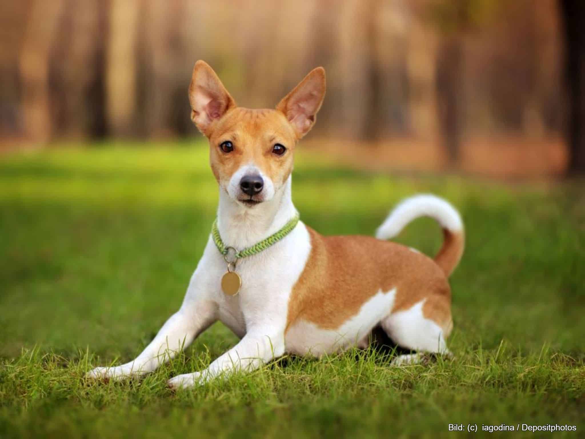 Runde Hundemarke mit Gravur